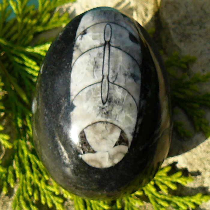 Orthoceras II