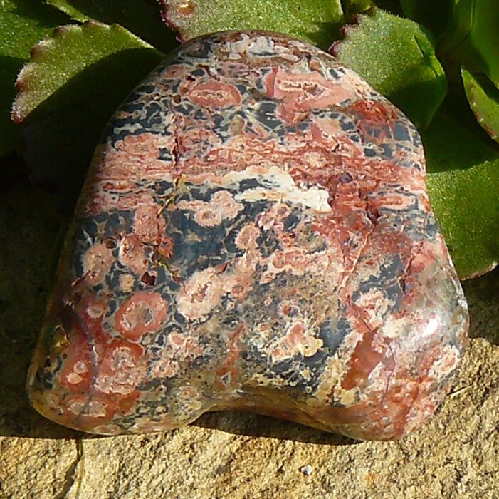 Jaspis leopardí II