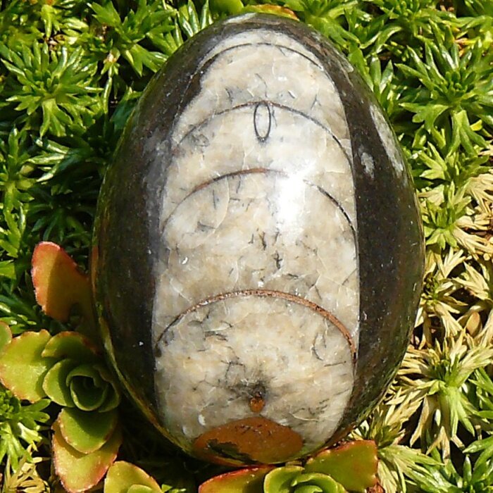 Orthoceras I