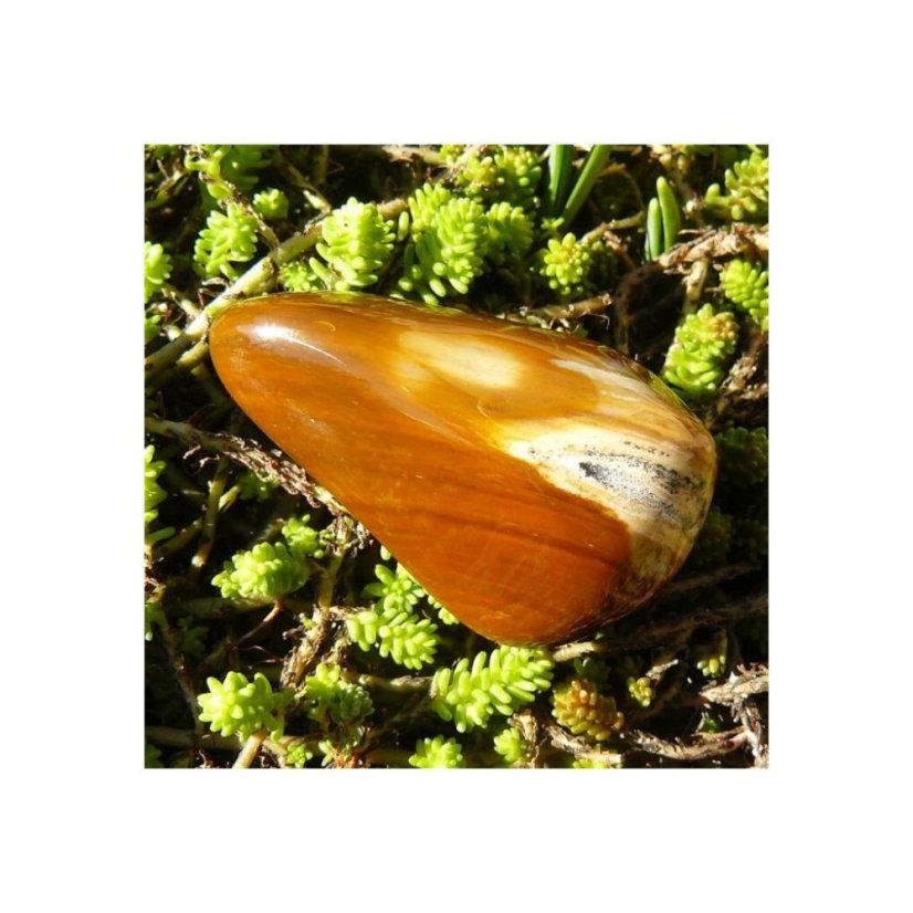 Limnokvarcit - Varianty: C