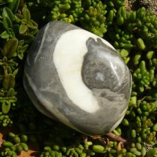 Jaspis shell II