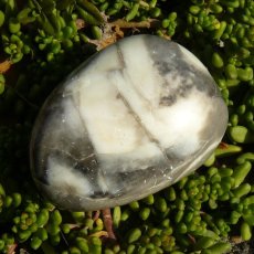 Jaspis shell I