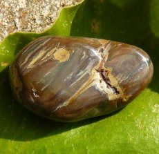 Dřevo zkřemenělé