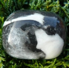 Jaspis shell