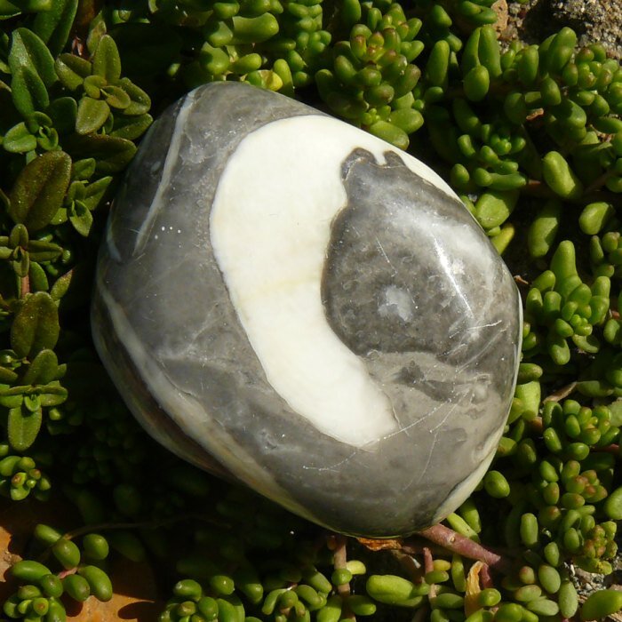 Jaspis shell II Jaspis shell II