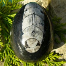 Orthoceras II