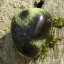 Serpentin chytha - Varianty: B