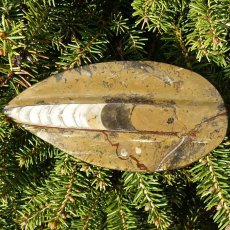Orthoceras zkamenělina I