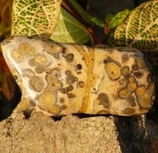 Jaspis leopardí I