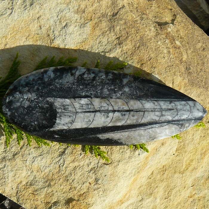Orthoceras  zkamenělina IIV