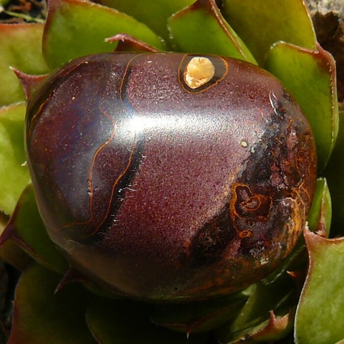 Tygří železo Tygří železo
