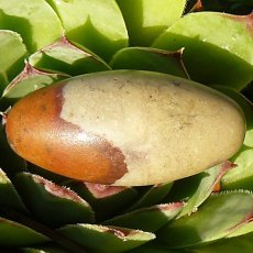 Shivalingam
